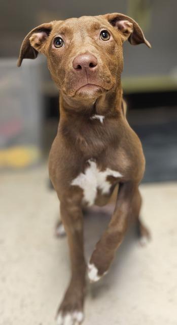 Enlarge Cinna, a Adoptable mixed breed in Barron, WI image 3/4