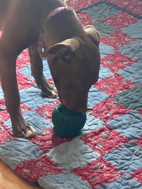 Enlarge Cinna, a Adoptable mixed breed in Barron, WI image 4/4