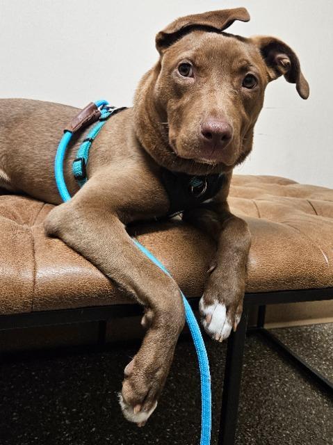 Enlarge Cinna, a Adoptable mixed breed in Barron, WI image 6/6