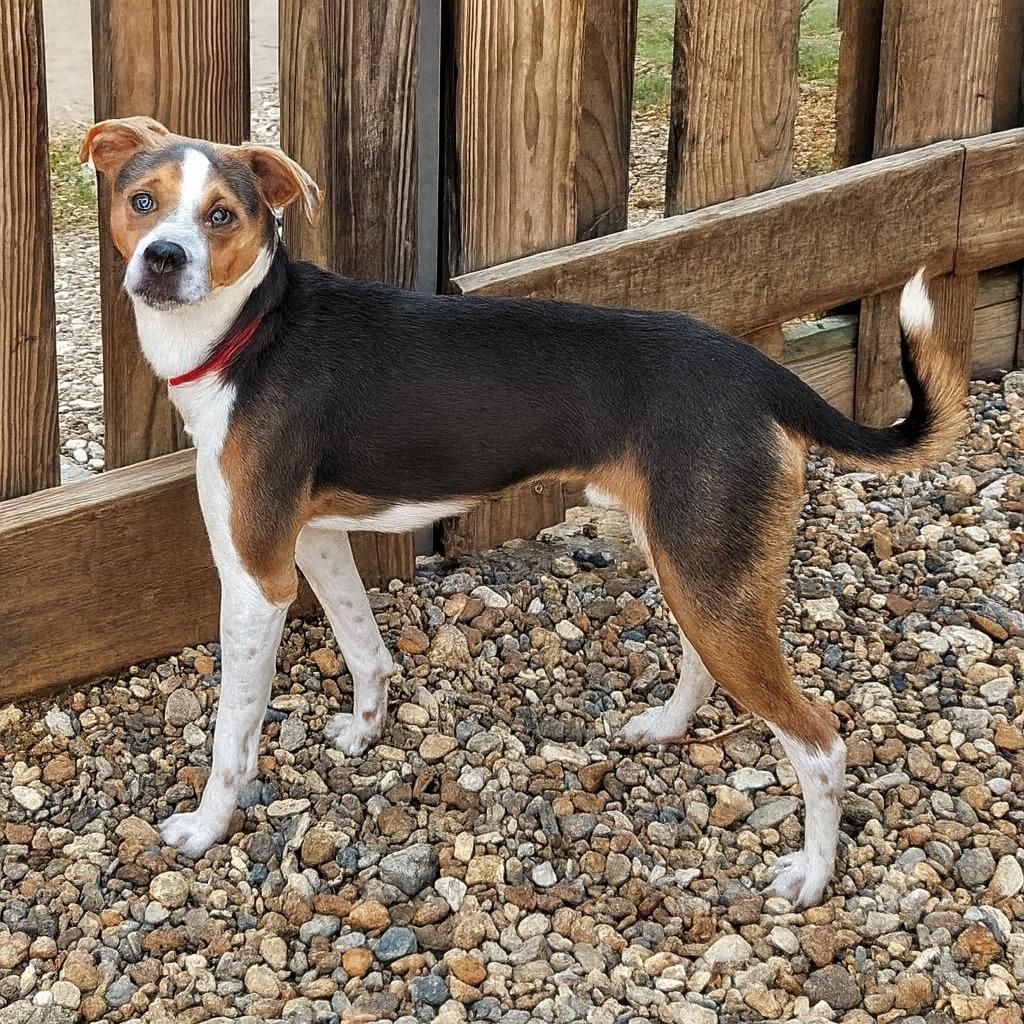 Komeere, Adopted, Young Male Rat Terrier.