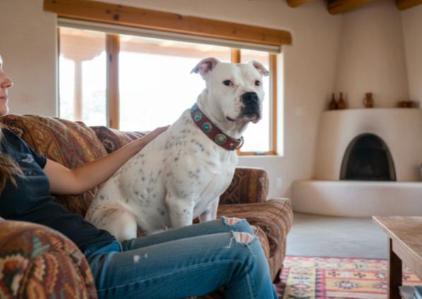 Enlarge SNOWBALL (deaf), a ADOPTABLE mixed breed in Pena Blanca, NM image 2/2