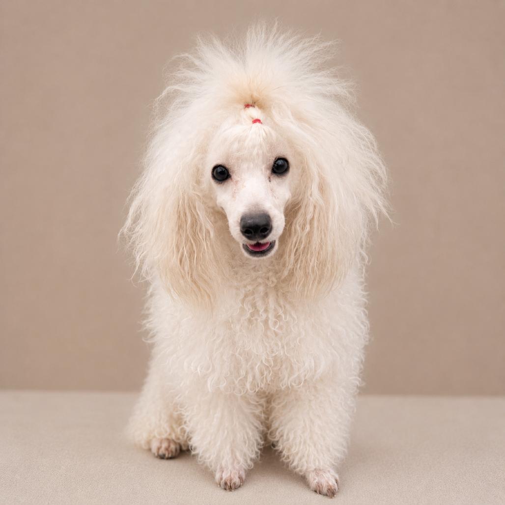 Enlarge Pancake, a Adoptable Poodle (Toy) in Lee's Summit, MO image 1/1