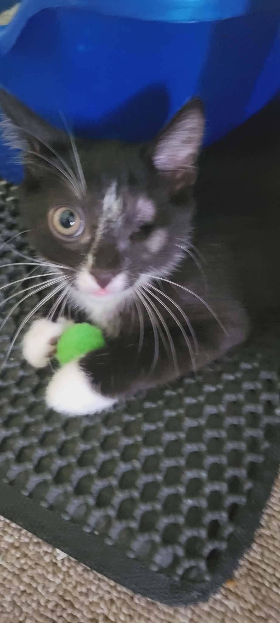 Enlarge Blaze, a Adoptable American Shorthair in Roanoke, AL image 1/1