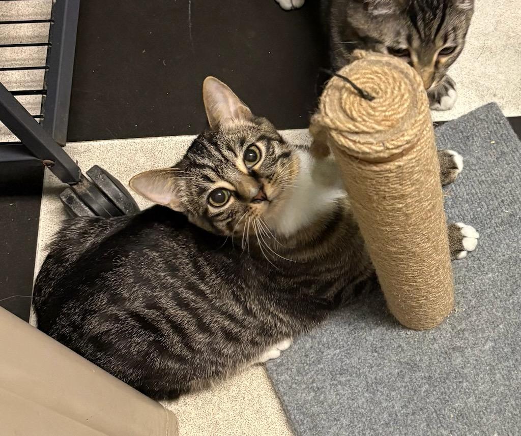 Enlarge Frankie, a Adoptable Domestic Short Hair in Monticello, IL image 2/4