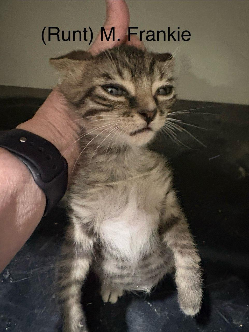 Enlarge Frankie, a Adoptable Domestic Short Hair in Monticello, IL image 3/4