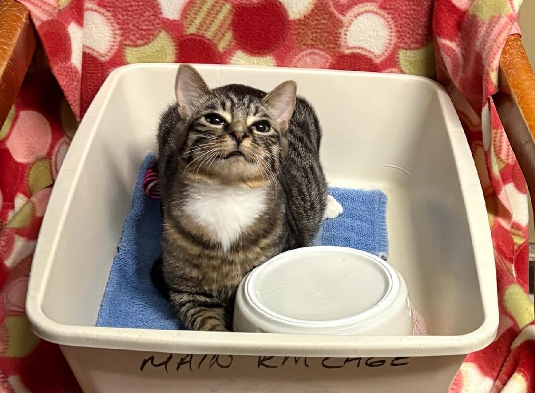 Enlarge Frankie, a Adoptable Domestic Short Hair in Monticello, IL image 4/4