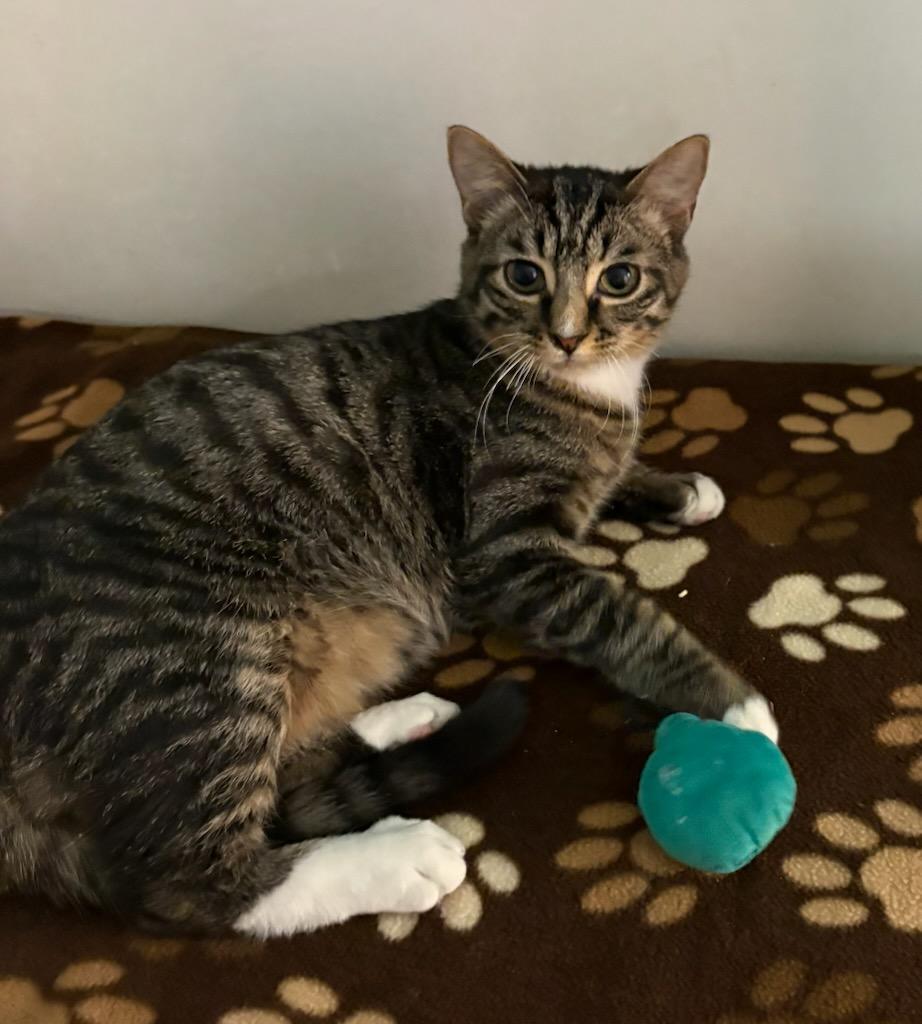 Enlarge Frankie, a Adoptable Domestic Short Hair in Monticello, IL image 1/4