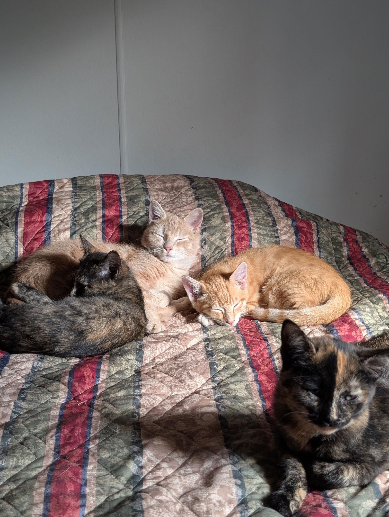 Jazzybell, Adoptable, Young Female Domestic Short Hair.