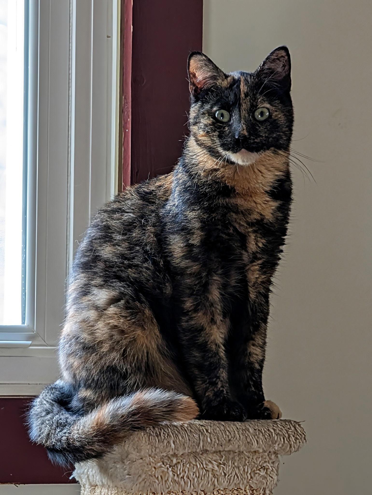 Enlarge Jazzybell, a Adoptable Domestic Short Hair in Broomall, PA image 2/3