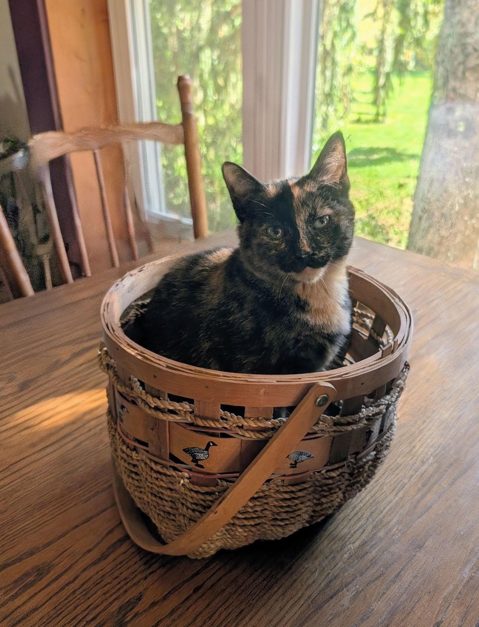 Enlarge Jazzybell, a Adoptable Domestic Short Hair in Broomall, PA image 2/3