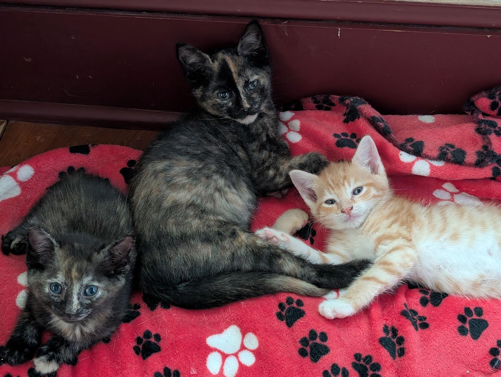 Enlarge Jazzybell, a Adoptable Domestic Short Hair in Broomall, PA image 3/3