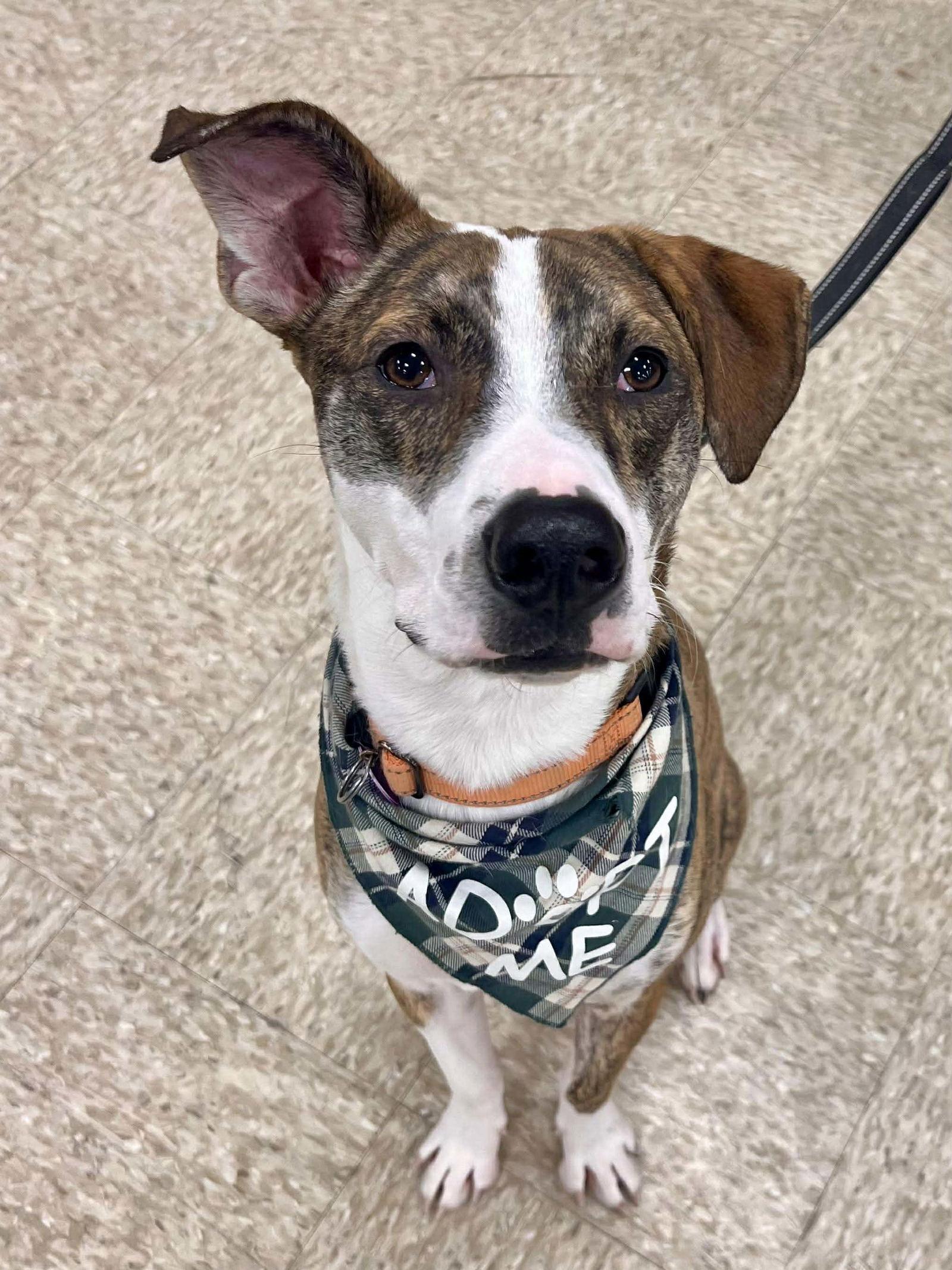 Enlarge McCartney, a Adoptable Australian Cattle Dog / Blue Heeler in Minneapolis, MN image 1/3