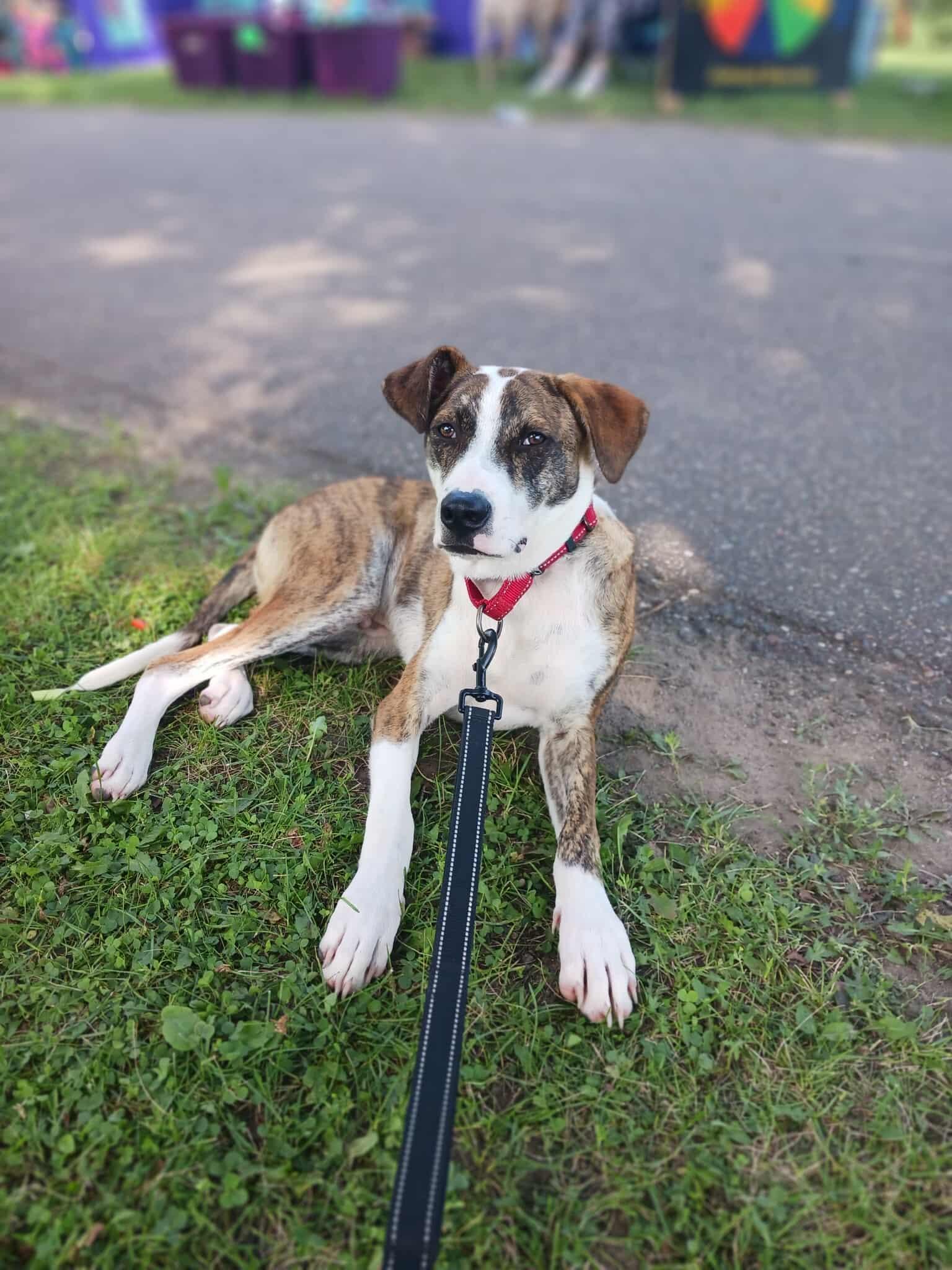 McCartney, a Adoptable Australian Cattle Dog / Blue Heeler in Minneapolis, MN image 1/3