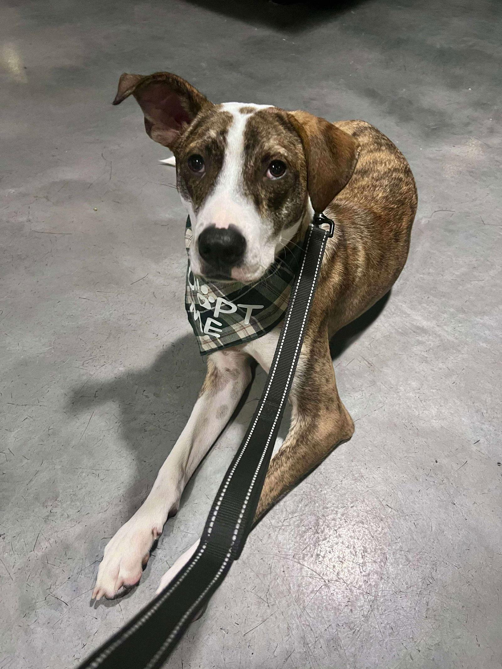 McCartney, a Adoptable Australian Cattle Dog / Blue Heeler in Minneapolis, MN image 2/3