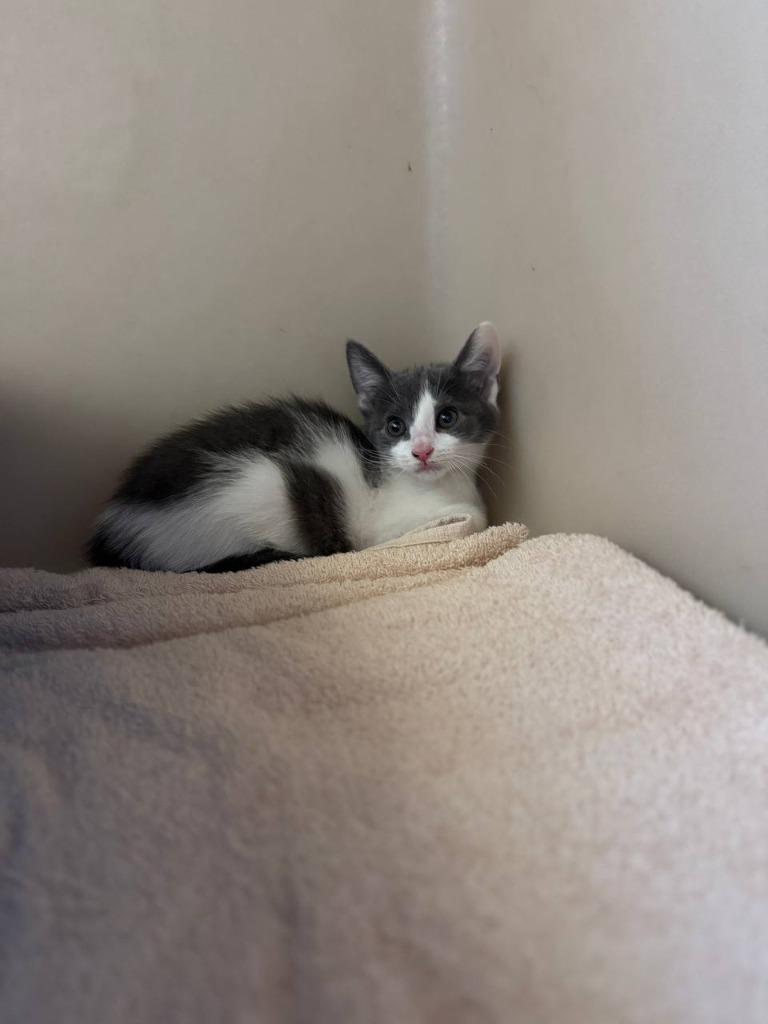 Yo-Yo, Adoptable, Kitten Male Domestic Short Hair.