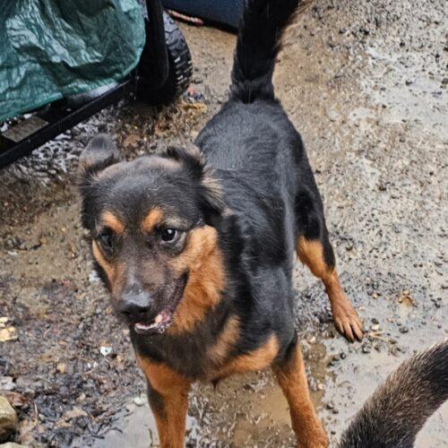 Ernie Maxwell, Adoptable, Young Male Australian Kelpie.