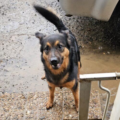 Enlarge Ernie Maxwell, a Adoptable Australian Kelpie in Biloxi, MS image 2/5