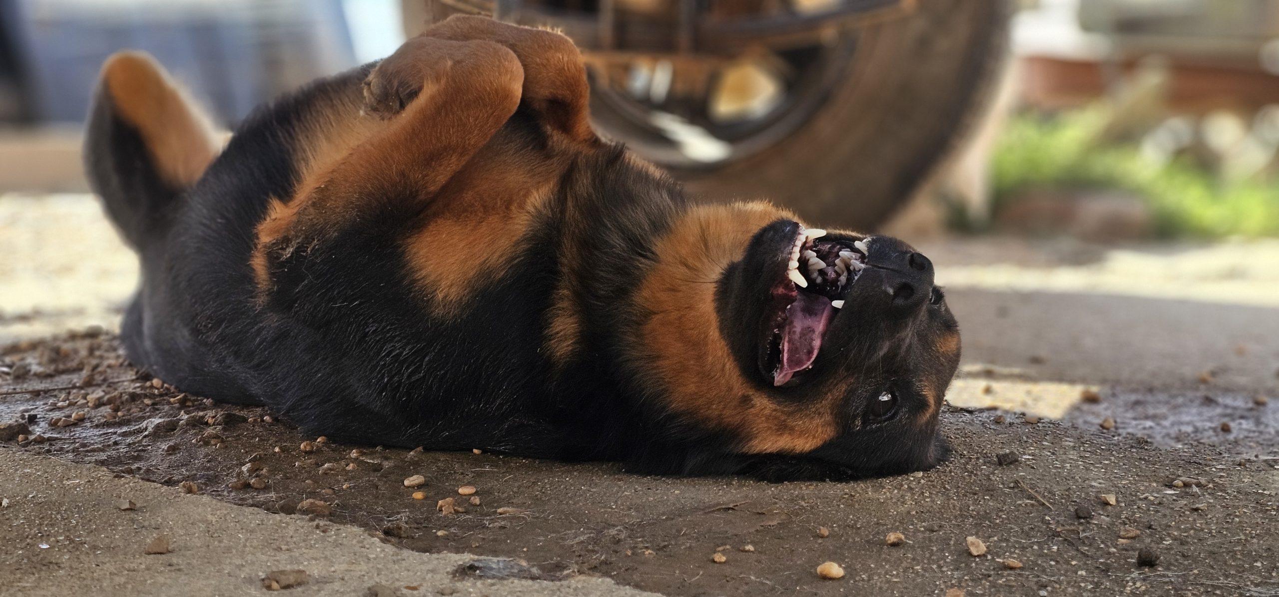 Enlarge Ernie Maxwell, a Adoptable Australian Kelpie in Biloxi, MS image 3/5