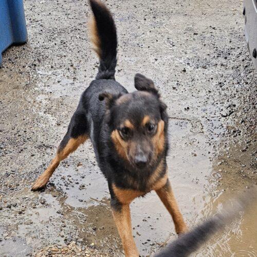 Enlarge Ernie Maxwell, a Adoptable Australian Kelpie in Biloxi, MS image 4/5