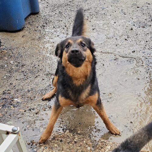 Enlarge Ernie Maxwell, a Adoptable Australian Kelpie in Biloxi, MS image 5/5