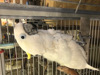 Max, an adoptable Cockatoo in Inverness, FL_image-1