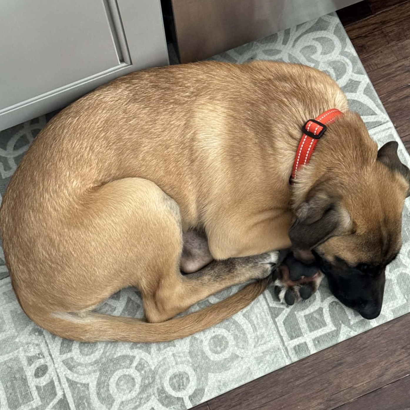 Enlarge Fabian, an adopted mixed breed in Huntington, NY image 4/6