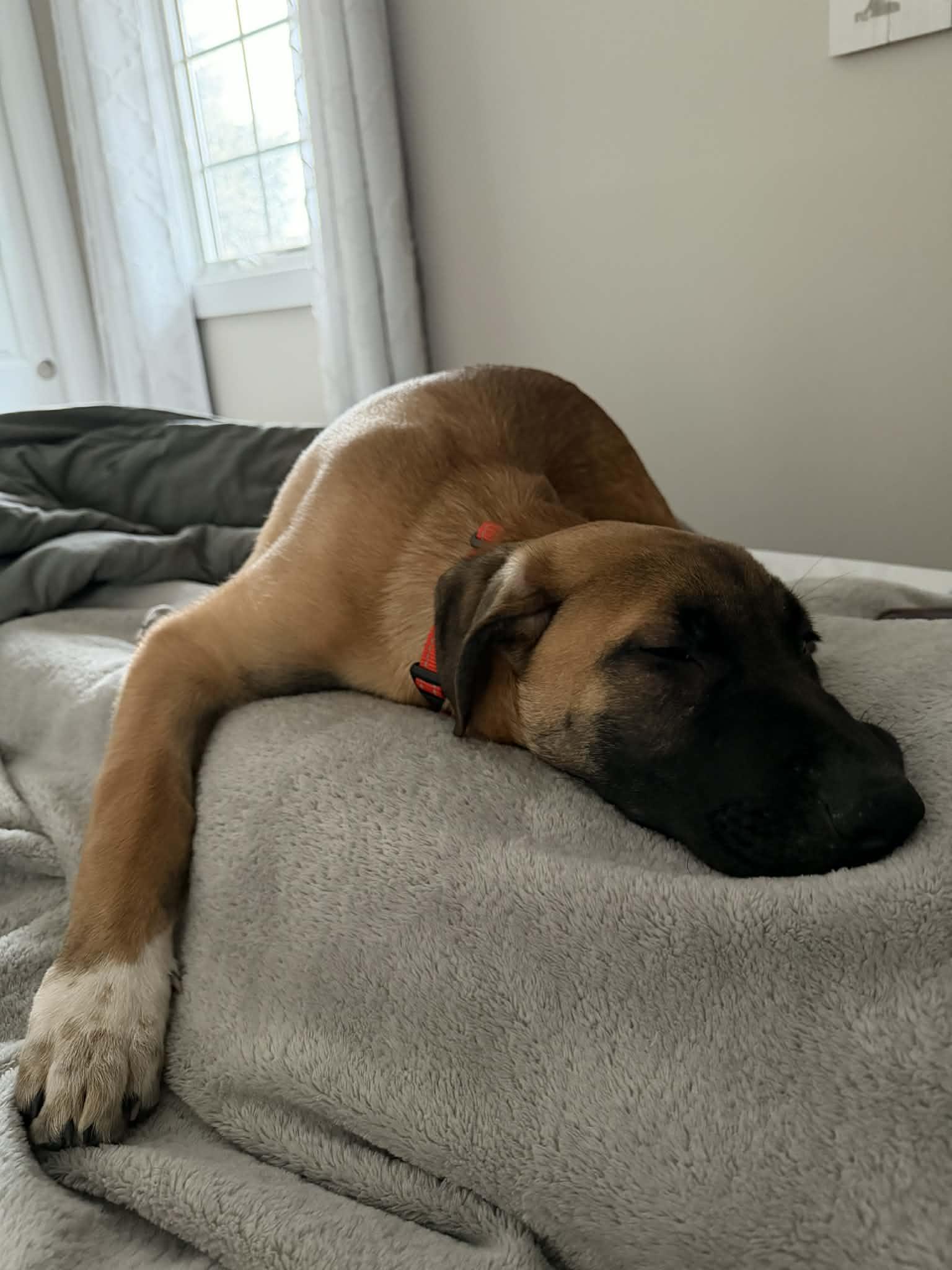 Enlarge Fabian, an adopted mixed breed in massapequa, NY image 6/6