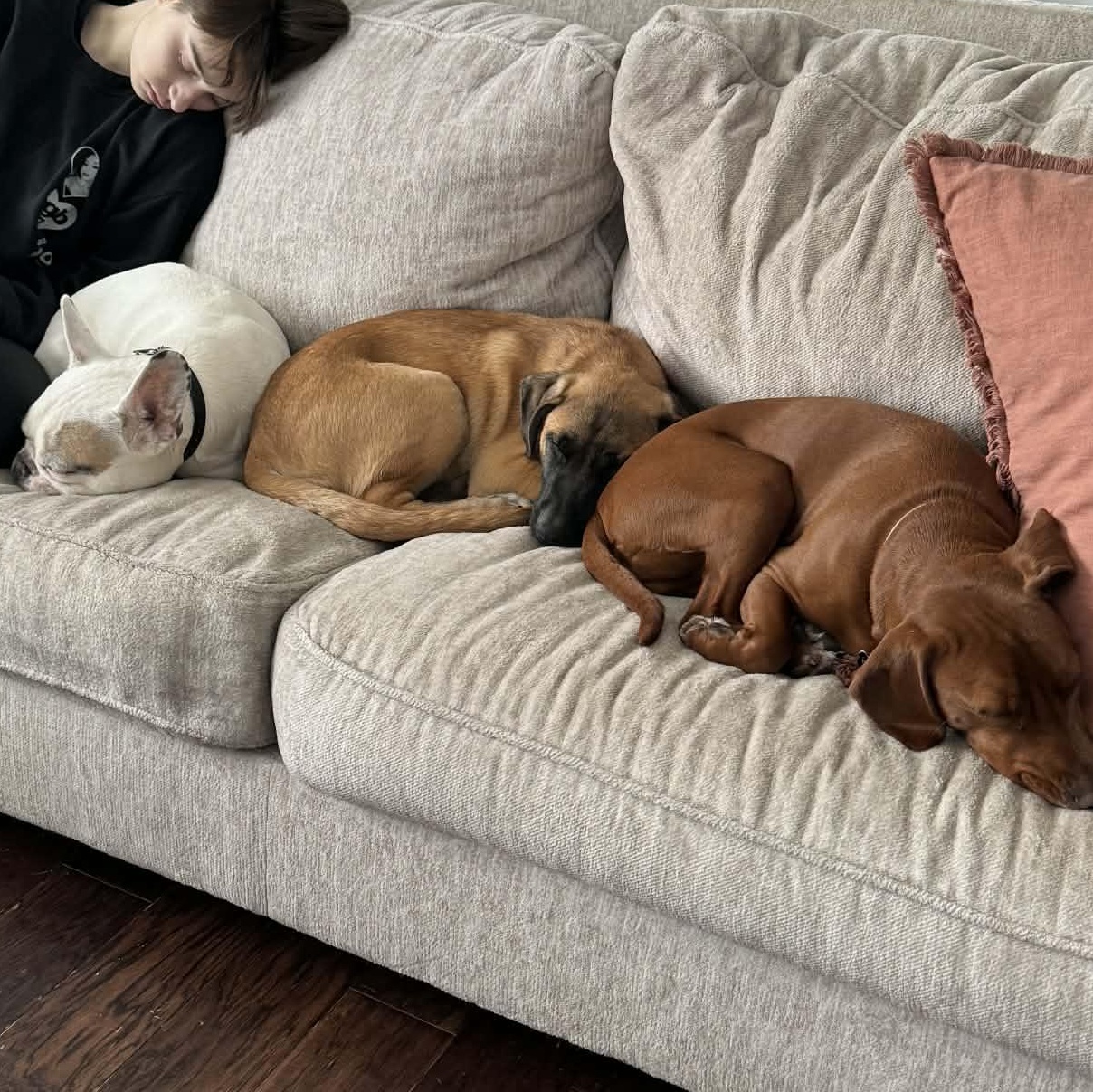 Enlarge Fabian, an adopted mixed breed in Huntington, NY image 3/6