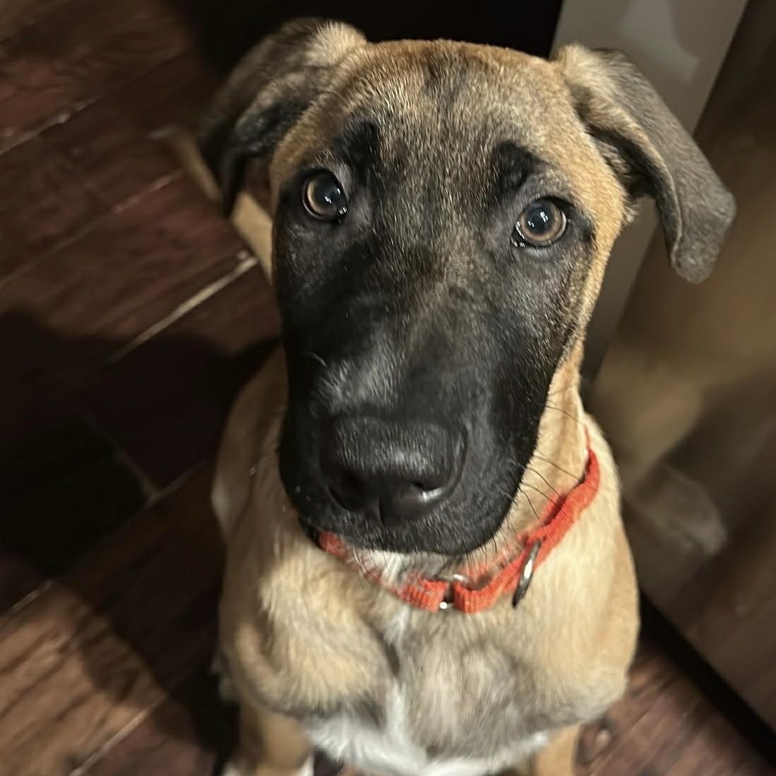 Enlarge Fabian, an adopted mixed breed in massapequa, NY image 2/6