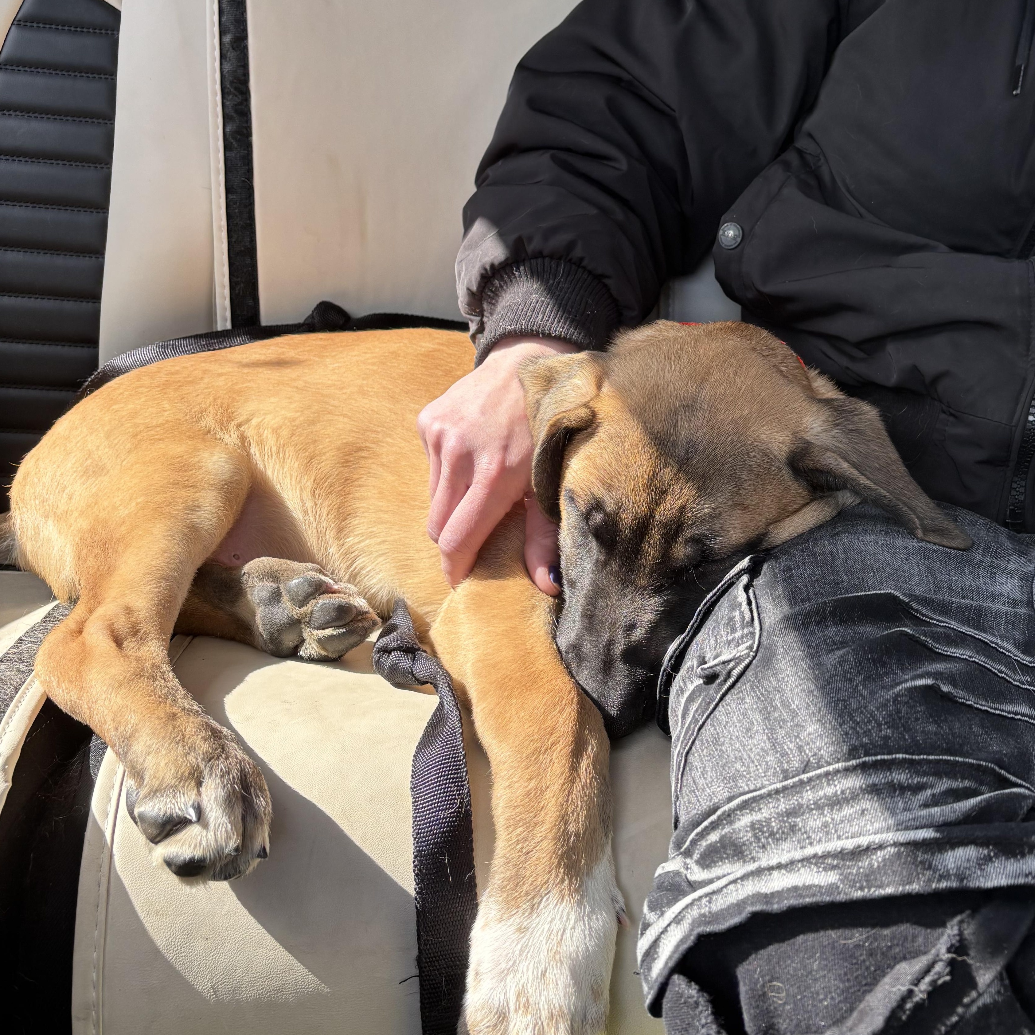 Enlarge Fabian, an adopted mixed breed in Huntington, NY image 2/6