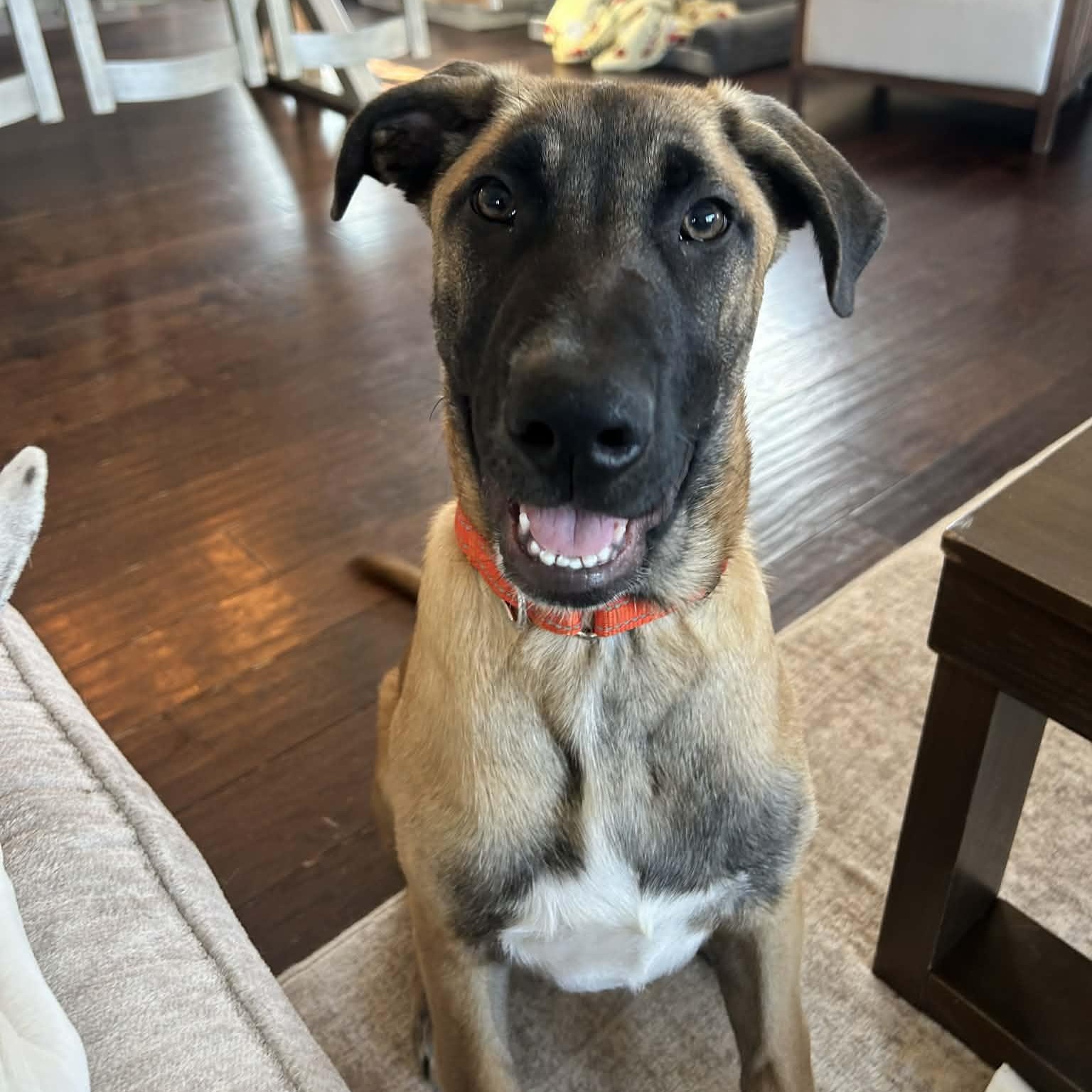 Enlarge Fabian, an adopted mixed breed in massapequa, NY image 1/6
