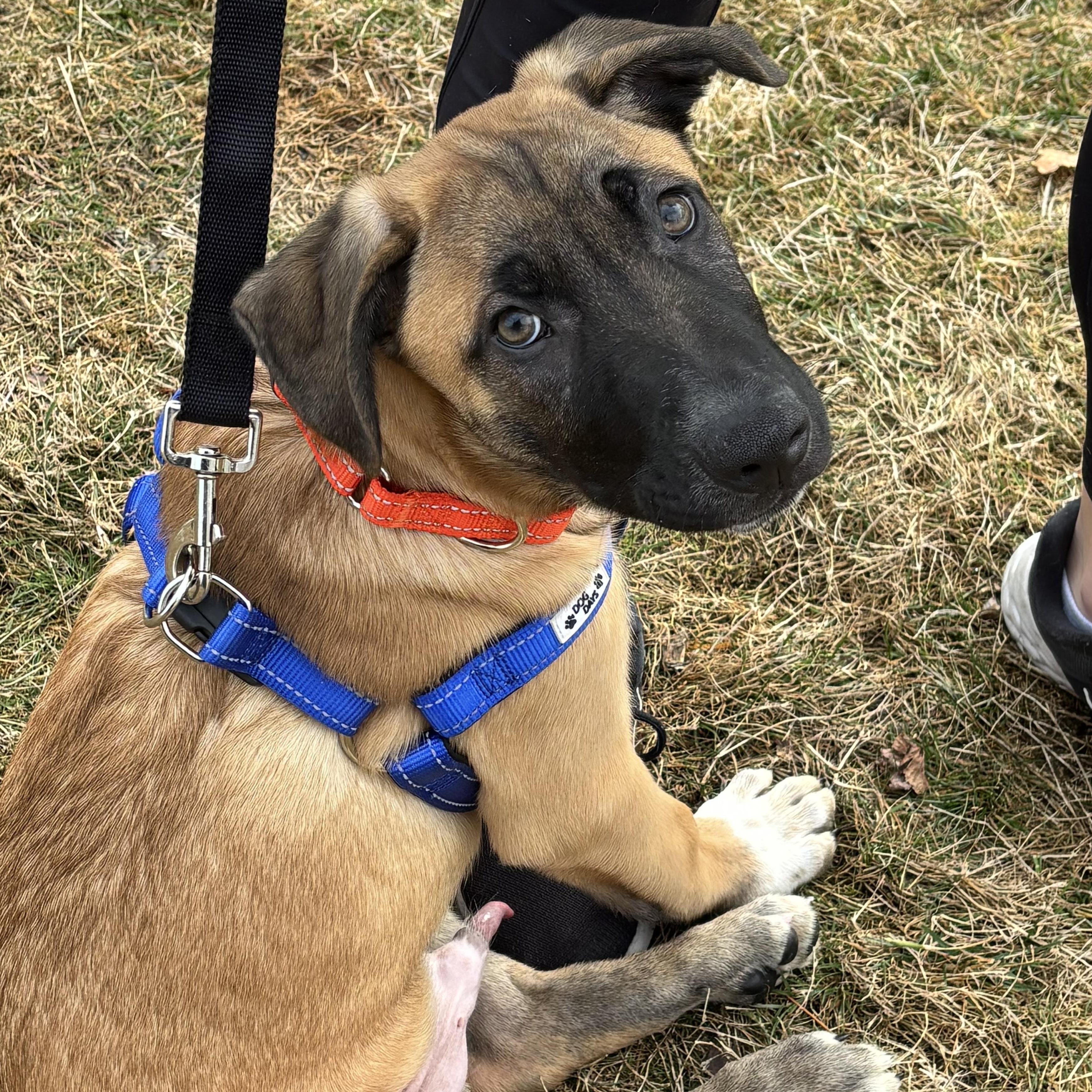 Enlarge Fabian, an adopted mixed breed in Huntington, NY image 1/6