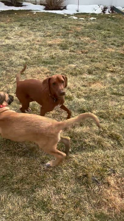 Enlarge Fabian, an adopted mixed breed in Huntington, NY video 5/6