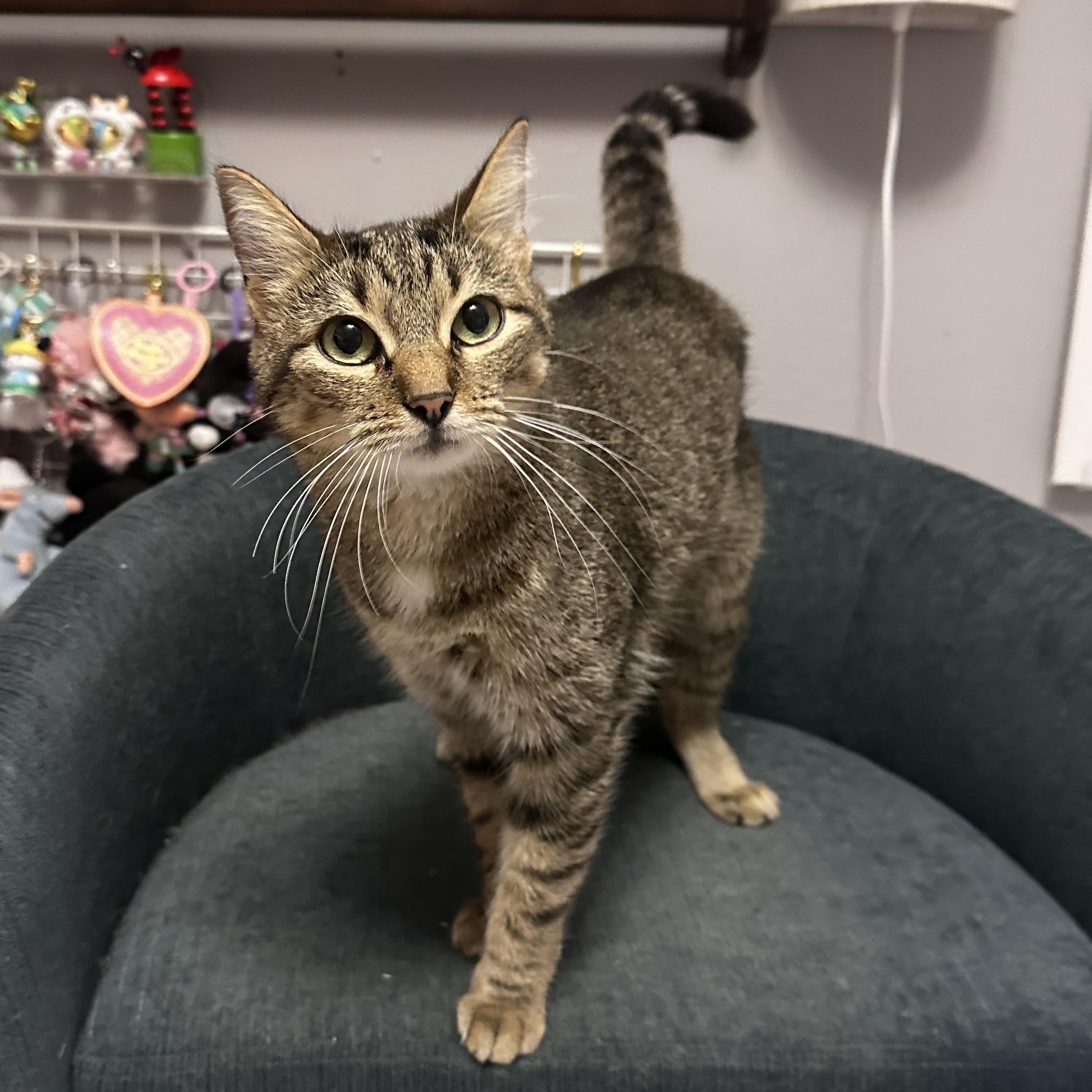 Mariposa - Kuykendahl Petsmart, Adoptable, Adult Female Tabby & Domestic Short Hair.