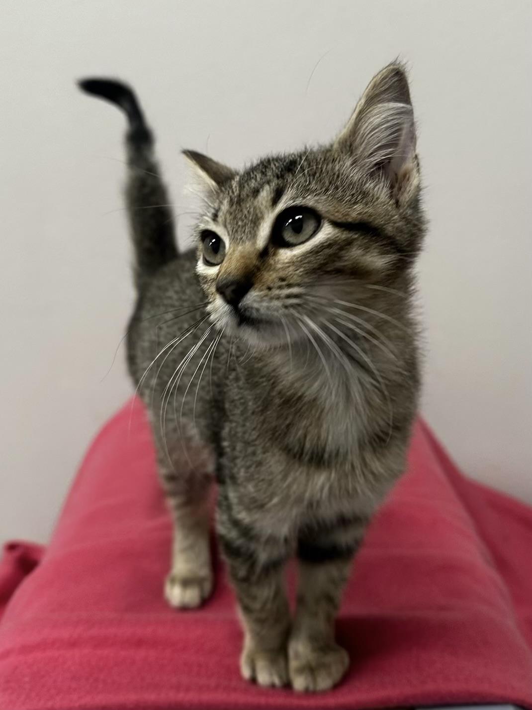 Enlarge Mariposa - Kuykendahl Petsmart, a Adoptable mixed breed in Spring, TX image 2/6