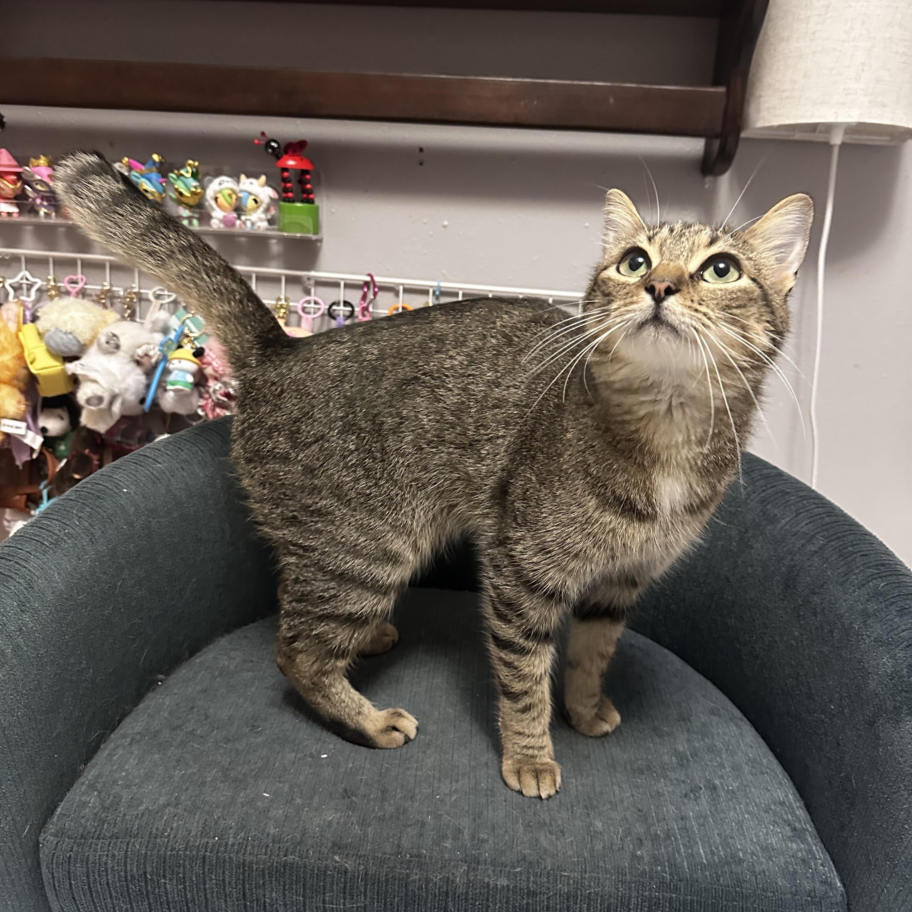Enlarge Mariposa - Kuykendahl Petsmart, a Adoptable mixed breed in Spring, TX image 3/6