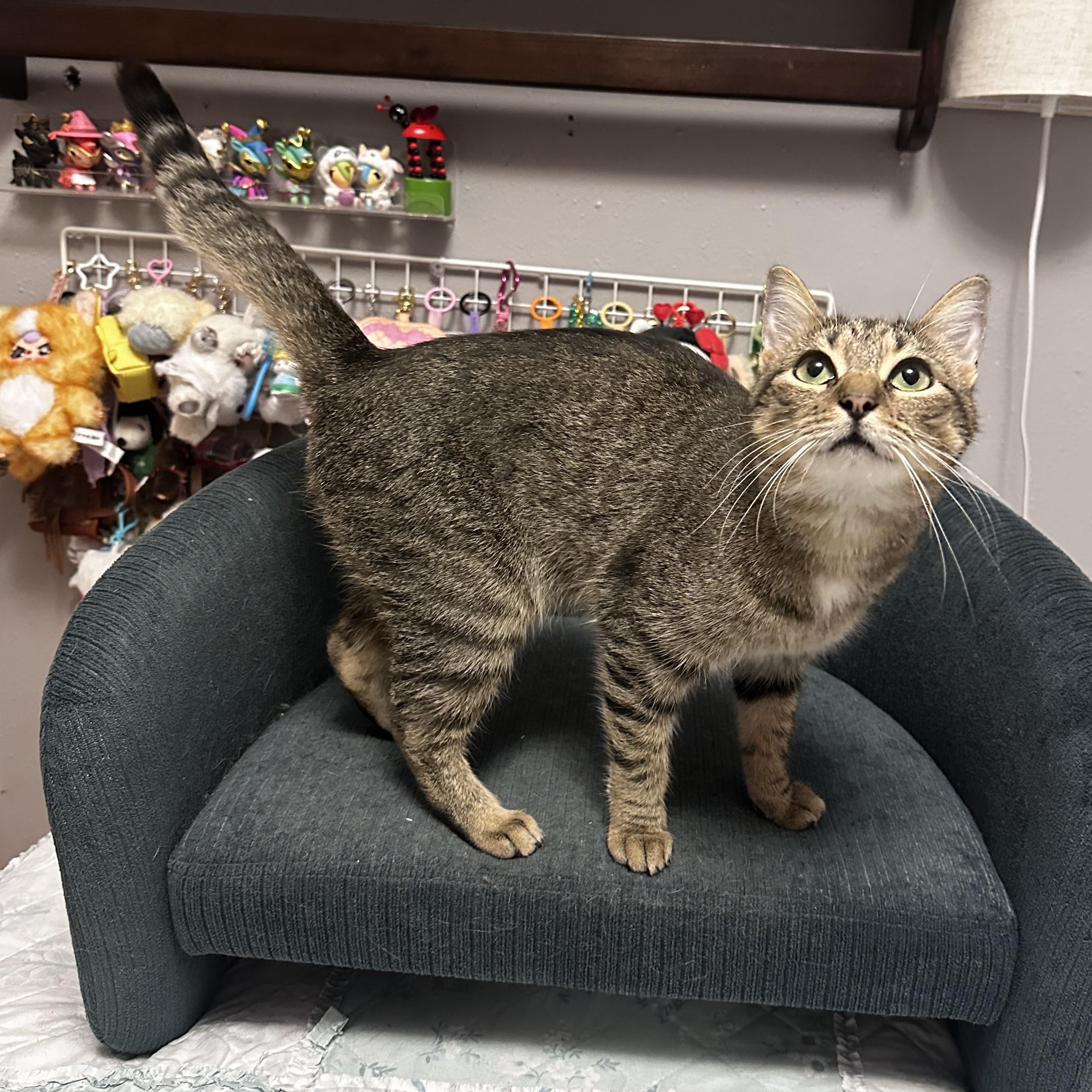 Enlarge Mariposa - Kuykendahl Petsmart, a Adoptable mixed breed in Spring, TX image 5/6