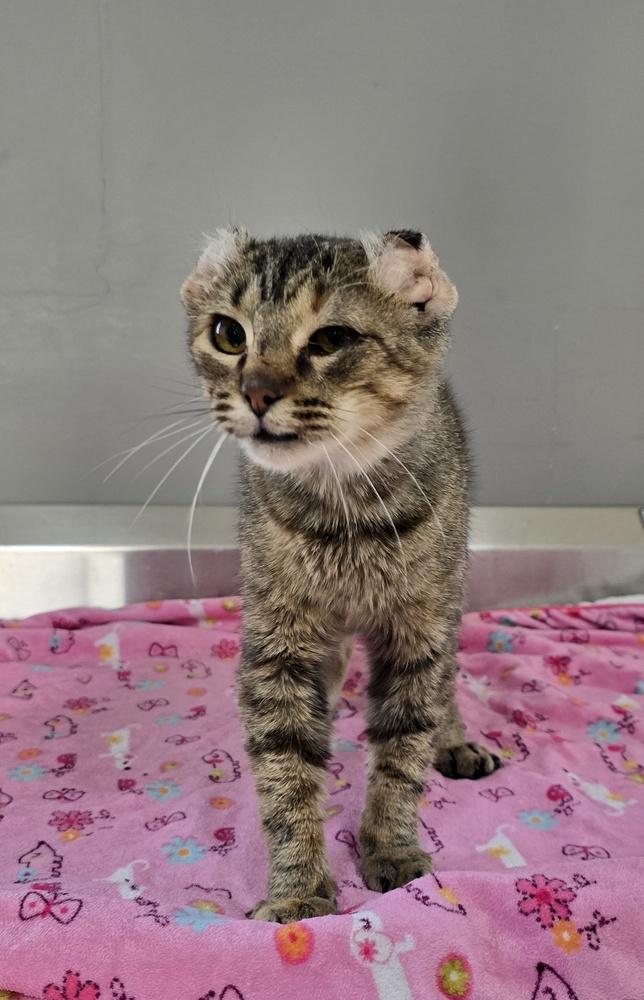 Nutella, Adopted, Adult Female Domestic Short Hair.