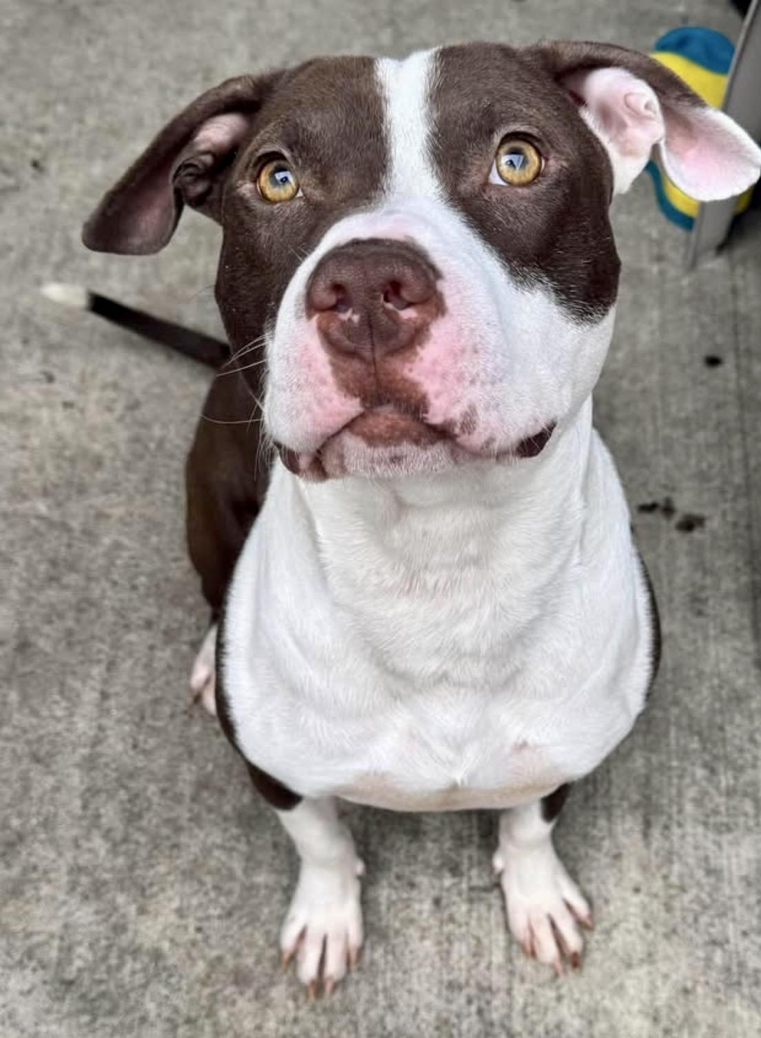 Squiggy, a ADOPTABLE Pit Bull Terrier in Chicago, IL image 2/5