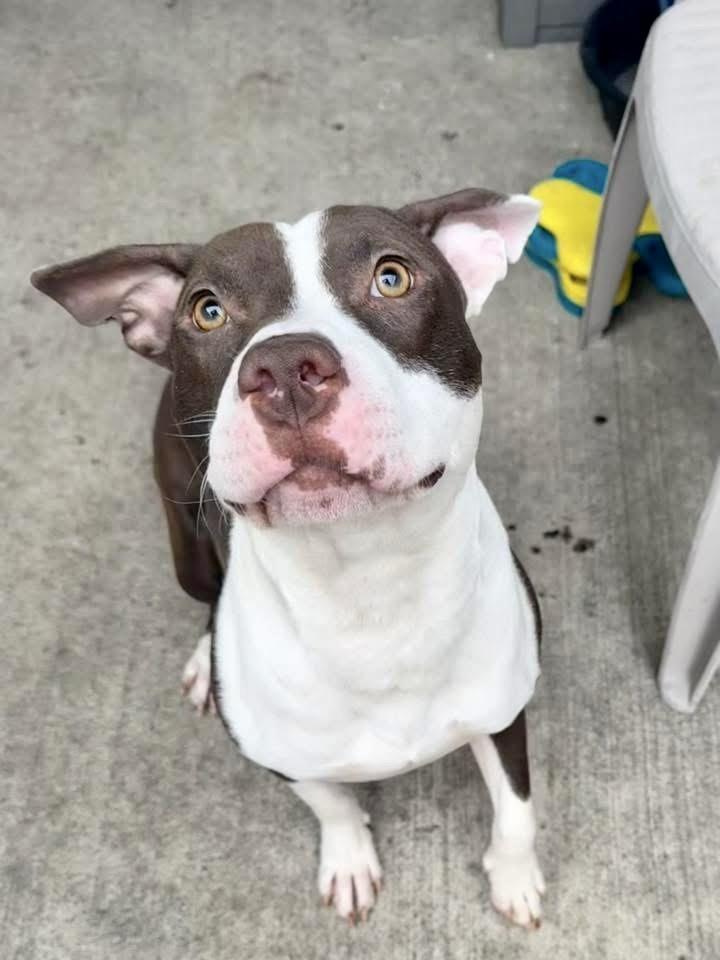 Squiggy, a ADOPTABLE Pit Bull Terrier in Chicago, IL image 5/5
