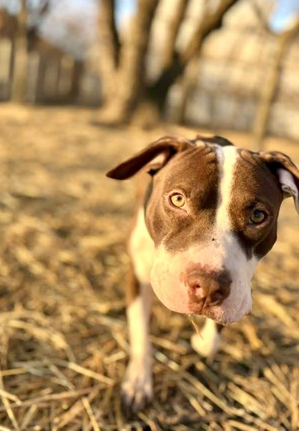 Squiggy, a ADOPTABLE Pit Bull Terrier in Chicago, IL image 4/5