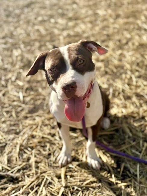Squiggy, a ADOPTABLE Pit Bull Terrier in Chicago, IL image 3/5