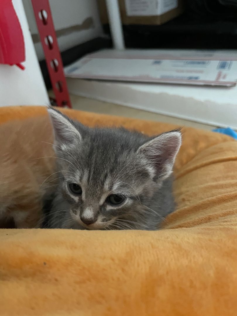 Millie, Adopted, Kitten Female Tabby.