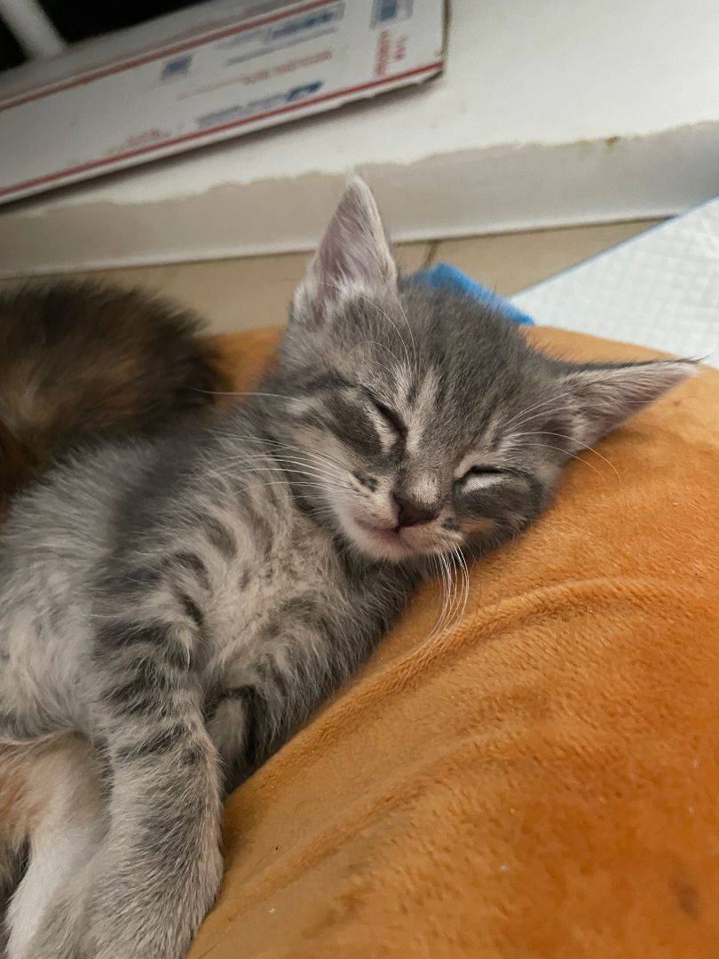 Millie, a Adopted Tabby in Plantation, FL image 2/8