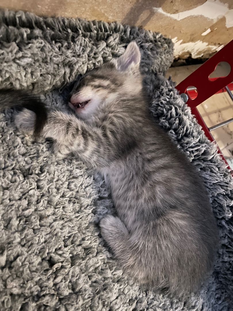 Millie, a Adopted Tabby in Plantation, FL image 3/8