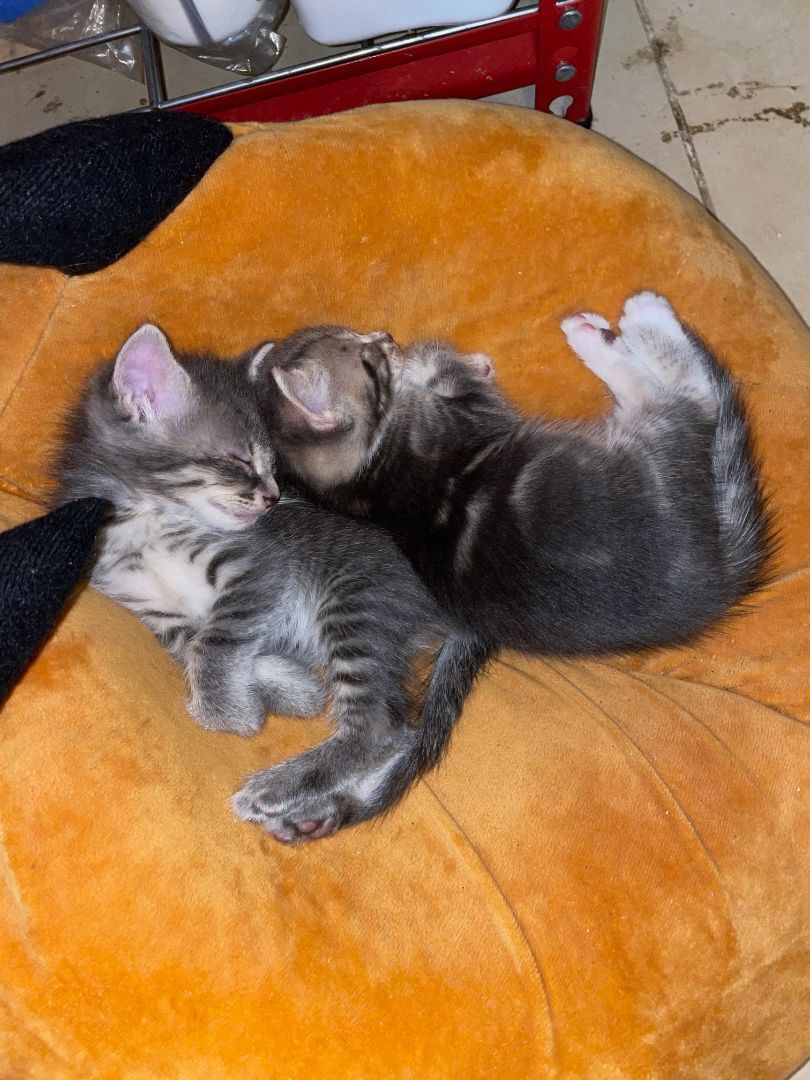 Millie, a Adopted Tabby in Plantation, FL image 4/8