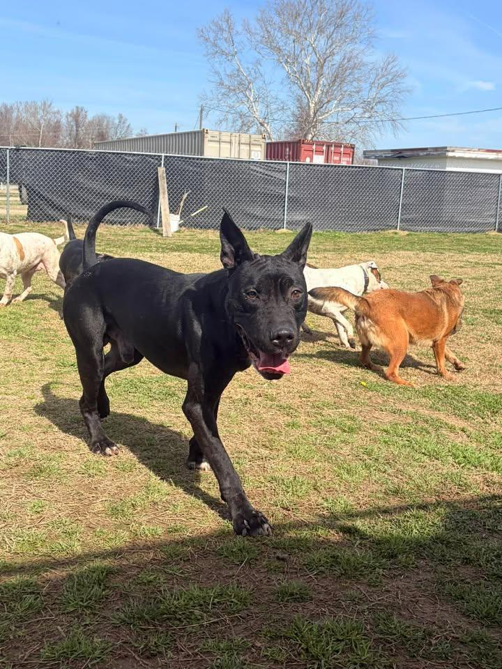 Enlarge Boris, an adopted mixed breed in Mullins, SC image 2/5