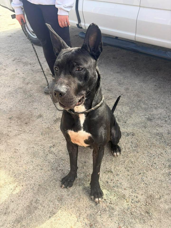 Enlarge Boris, an adopted mixed breed in Mullins, SC image 4/5