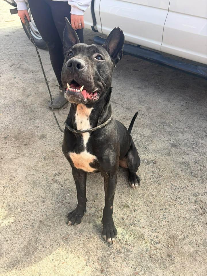 Enlarge Boris, an adopted mixed breed in Mullins, SC image 3/5