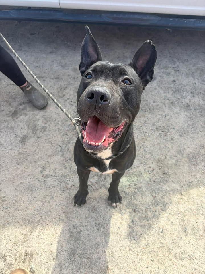 Boris, adopted, Adult Male Great Dane.